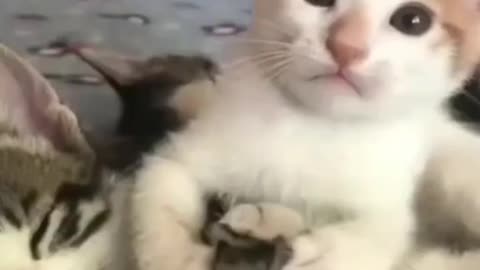 Cute and funny cat video.