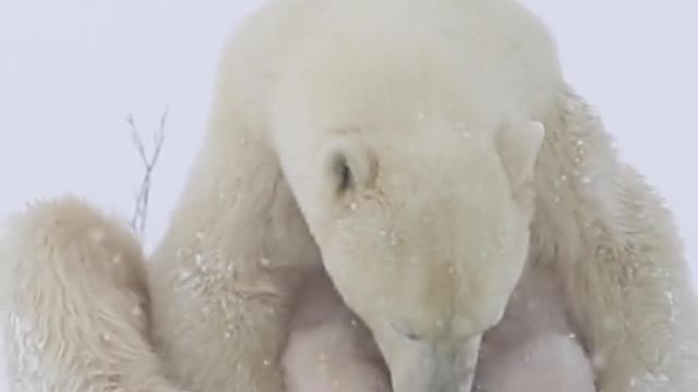 ¡Los osos polares se acumulan! 🐻 ❄ ️ 💕 ✨