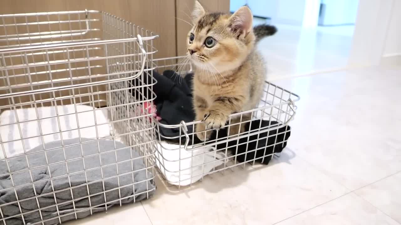 Kitten Kiki monitors the washing machine because it's too loud