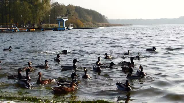 Calming beach view with ducks