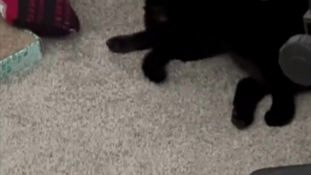 Adopting a Cat from a Shelter Vlog - Cute Precious Piper Shows How She Cleans Her Tail #shorts