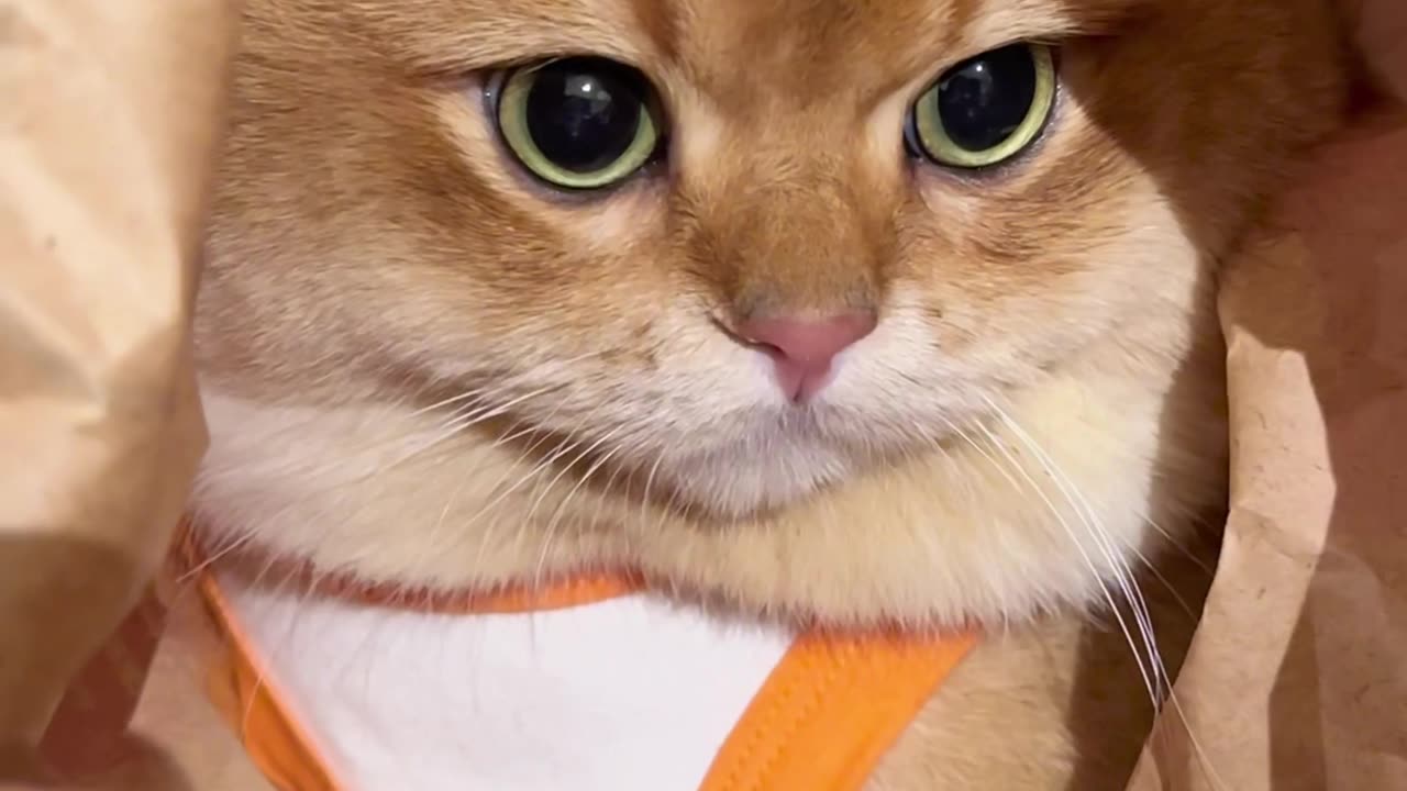 Cat funny movie