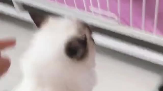OMG So Cute Cats ♥ Best Funny Cat ❤️🐈Videos 2021 #shorts
