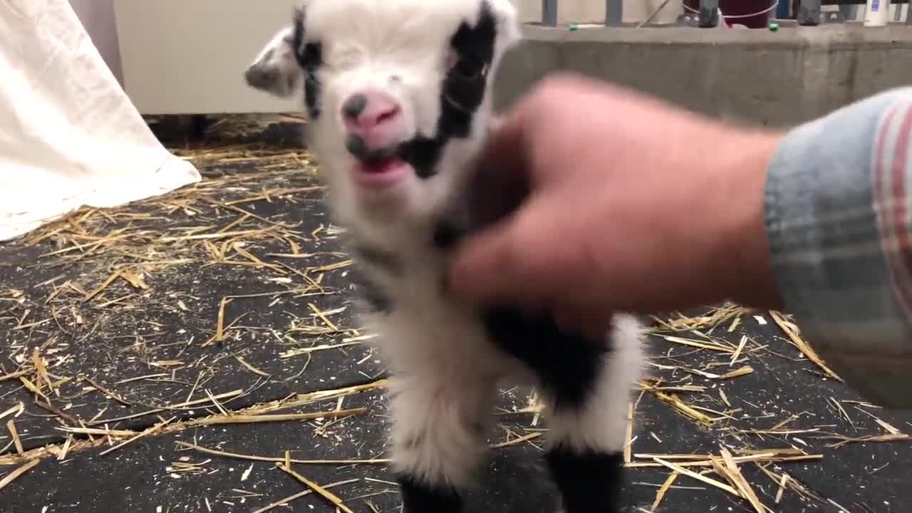 Baby goat making the cutest noise