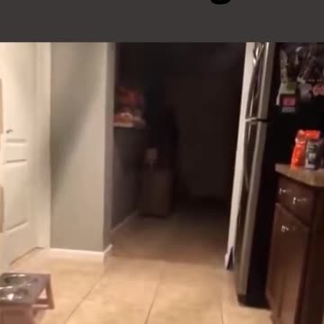 which one of us is a dog