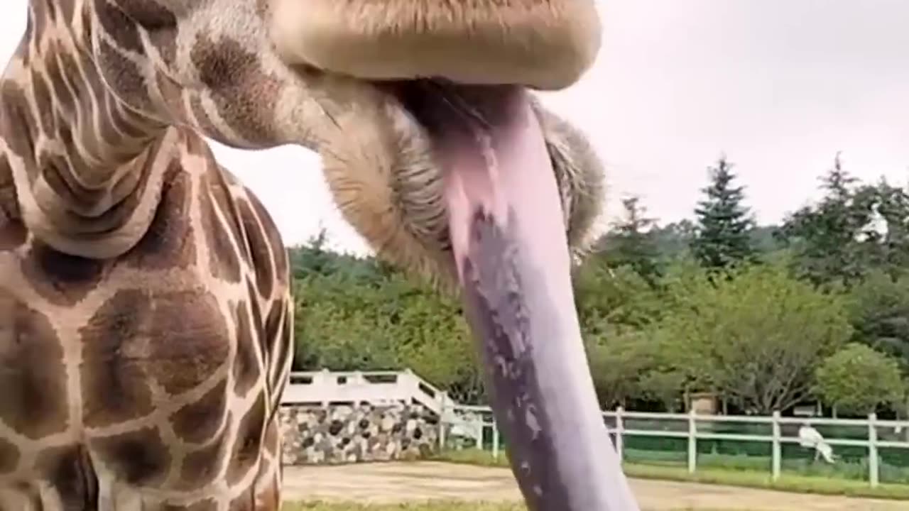 Funny animals