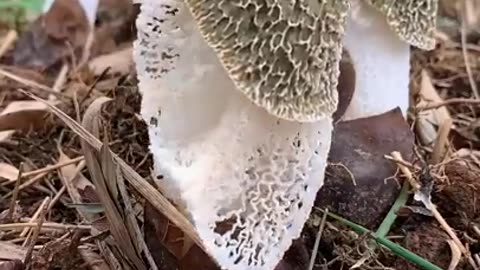 Oddly Satisfying Video