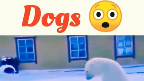 Polar Bear VS Dogs 😲😲😱 #shorts #bear #polarbear