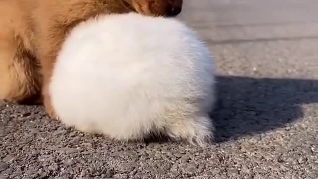 cute sleepy dog with white rabbit