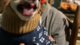 Small Angry Dog in a Cat Hat