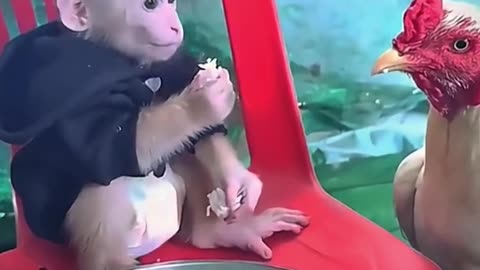 Funny Monkey