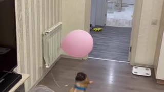 Exercising a Frenchie is Easy with Balloons