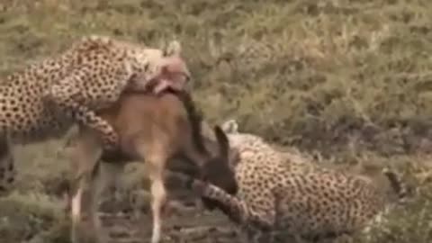 Two scary cheetahs