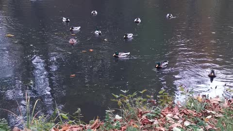 Ducks