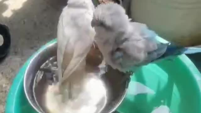 Guardians of the forest also bathe themselves