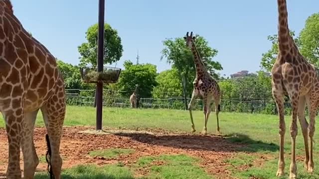 The cute giraffe