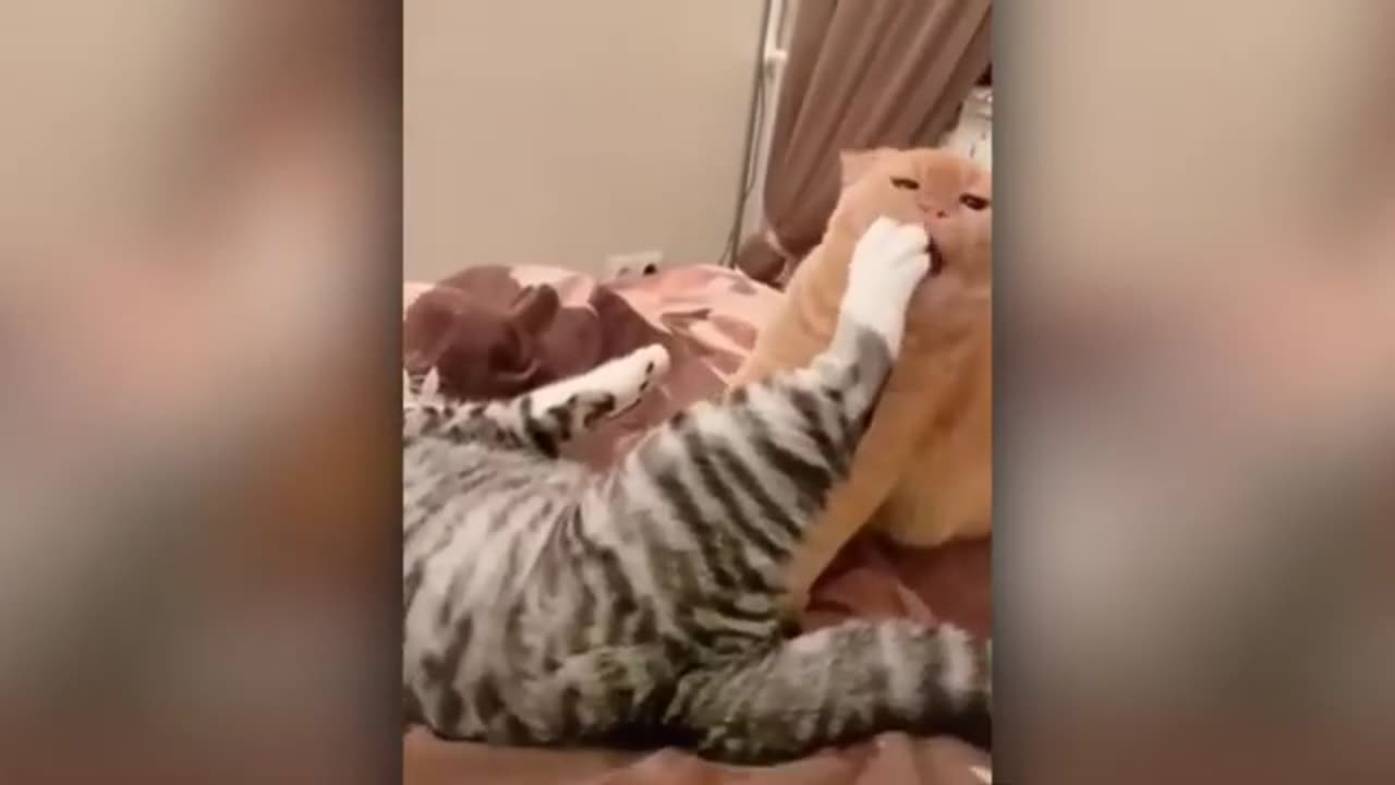 Funny cat vedio