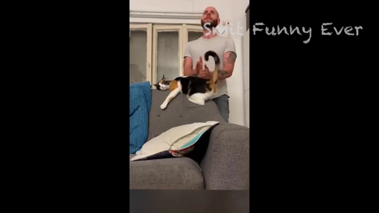 Fantastic Cat video funny