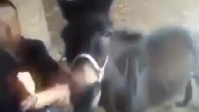 Turbo racing donkey