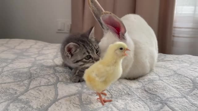 Baby Kitten and Giant Rabbit Confused by meeting Chick