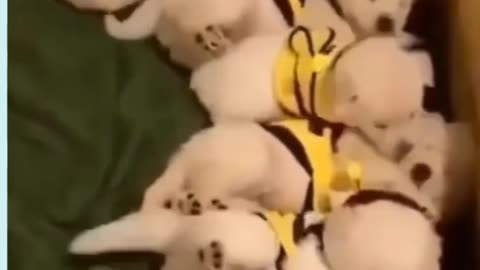 cute pupy video