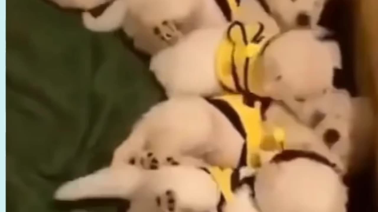 cute pupy video