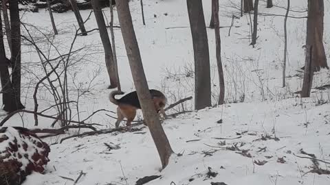 Sabby standing vigilant on known Coyote turf