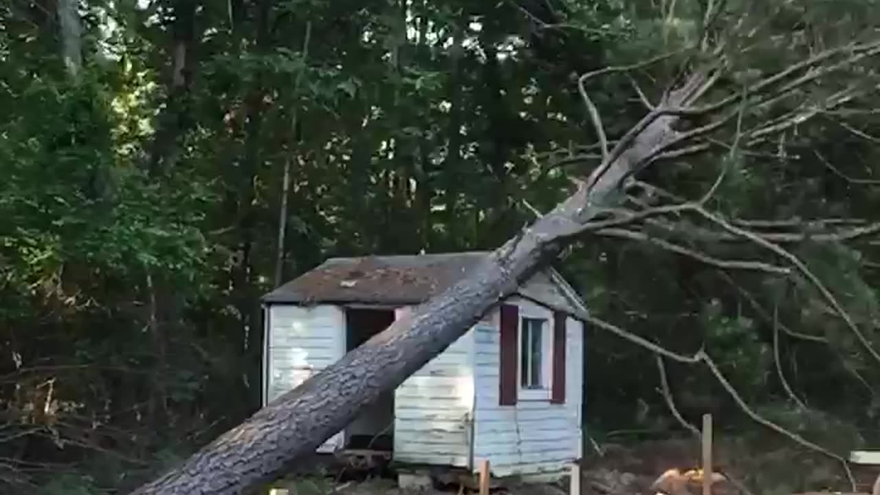 Slow Motion Tree