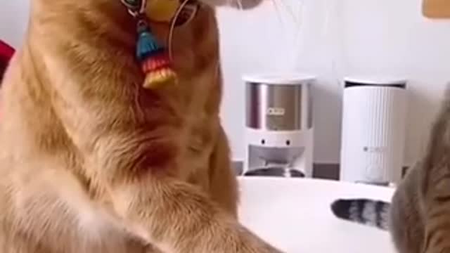 Funny cat video