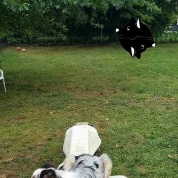 Ruff Cut PodCast: Raised Platform and Balance Beam part 3 cut 1