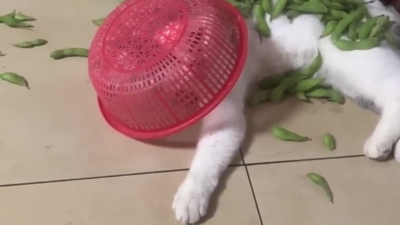 LOL, Crazy Funny Cats Moments Latest Funny Cats Shorts Videos Clips 😺😂