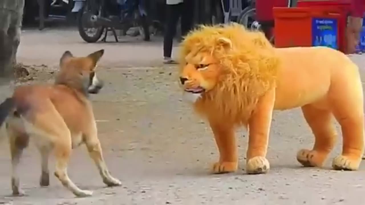 Funny dog Video
