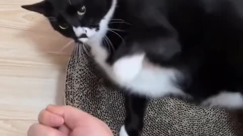 New funny cat video // cutest cat