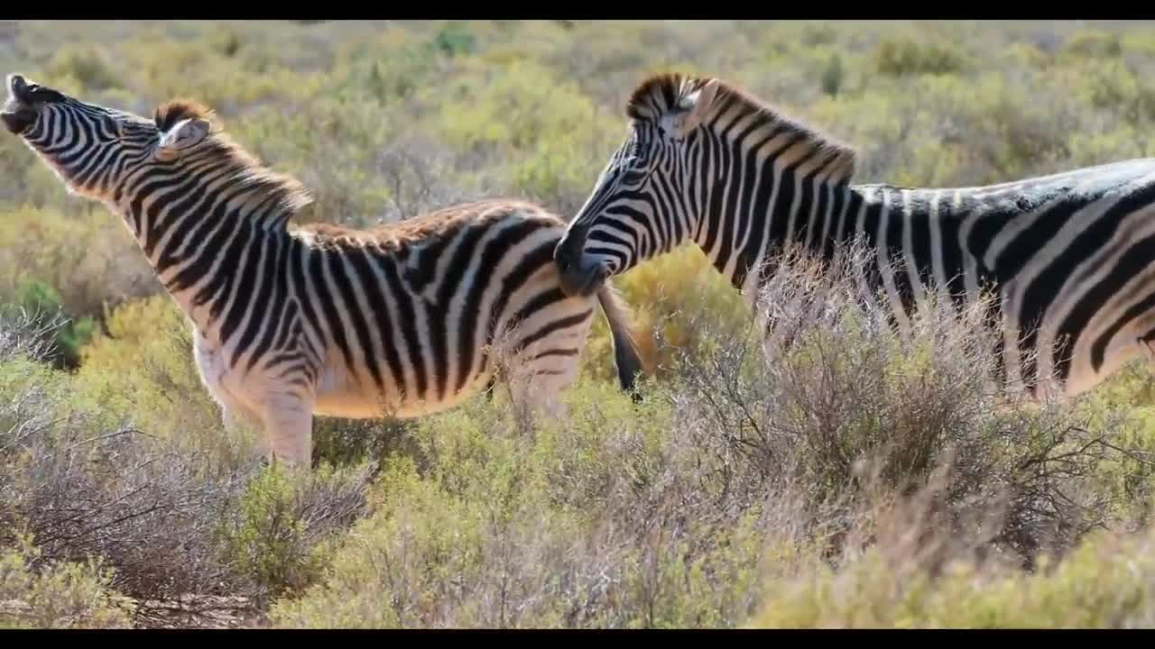 10 interesting zebra facts __ Wild beautiful Animal's about life 2022