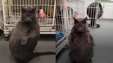 Woman Goes Above And Beyond To Adopt Fat Cat - BRUNO | The Dodo