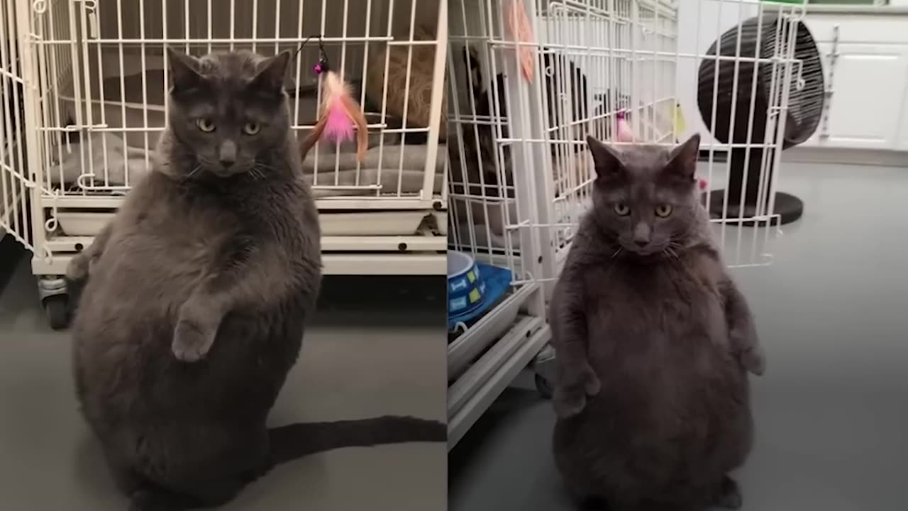 Woman Goes Above And Beyond To Adopt Fat Cat - BRUNO | The Dodo