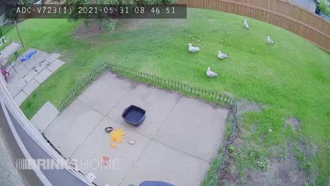 Seagulls & crow pictured by backyard Camera