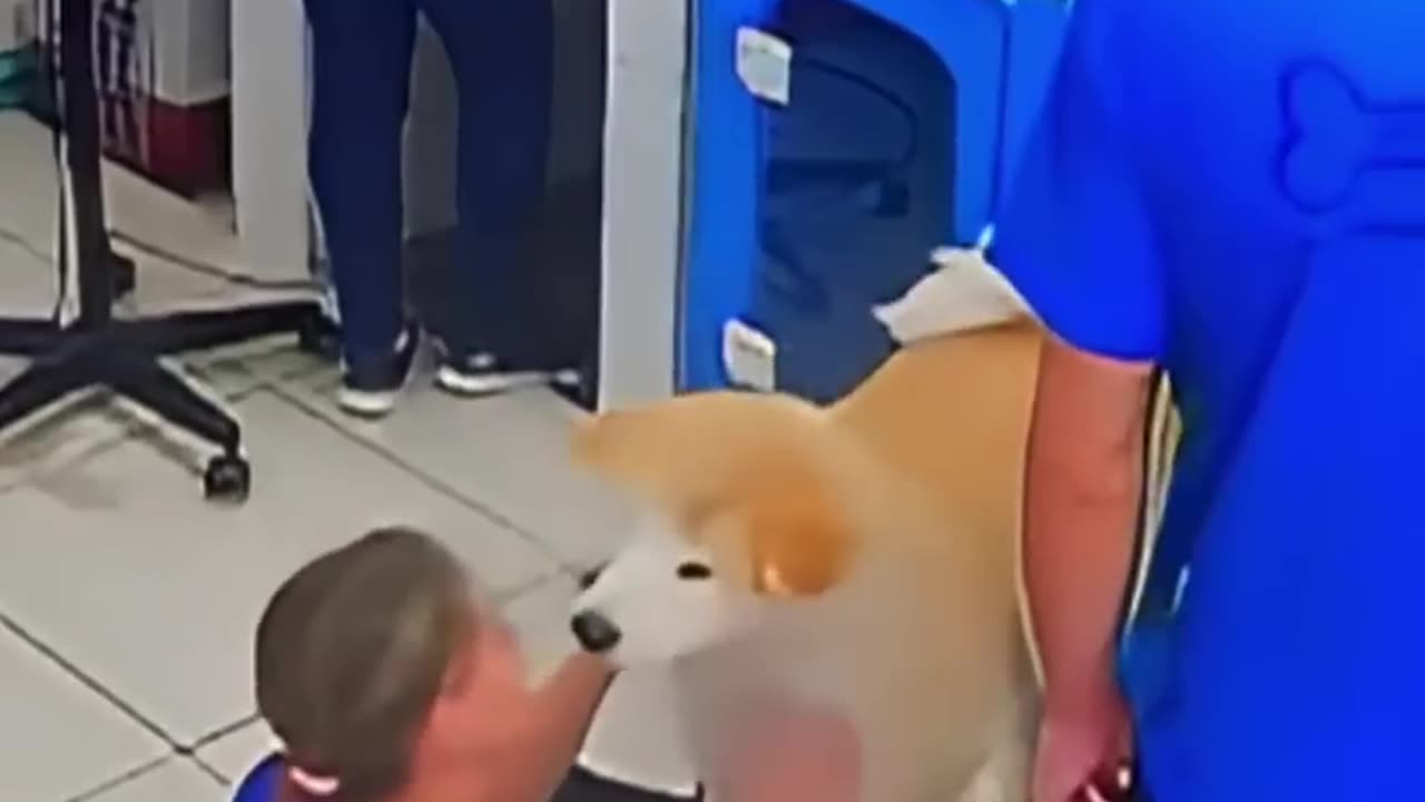 Dog say "Sorry.."