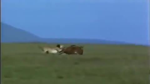 Amazing Cheetah Chase Compilation-12