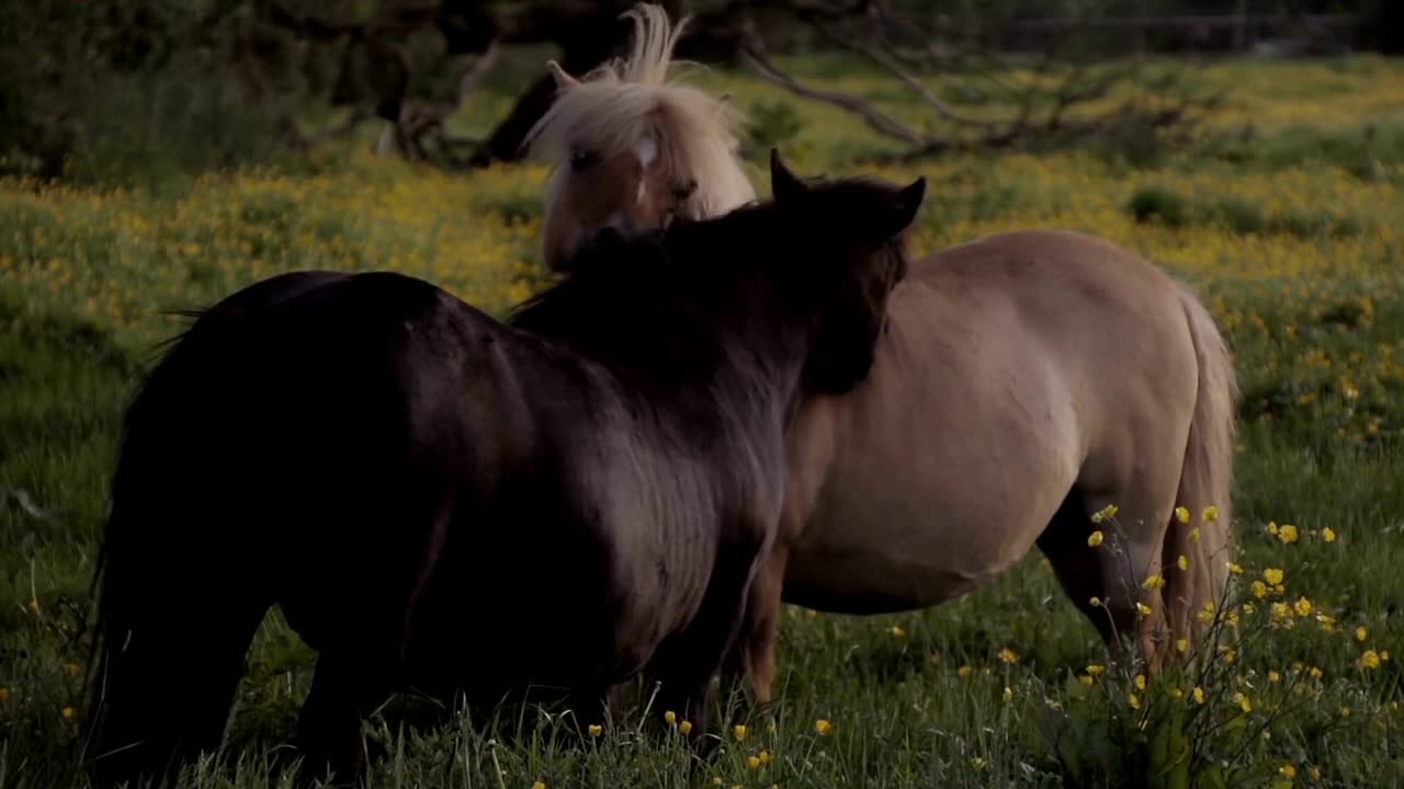 8 MINUTES of CURIOUS SHETLAND PONIES | BEST Relax Music, Meditation, Stress Relief, Calm | TVM