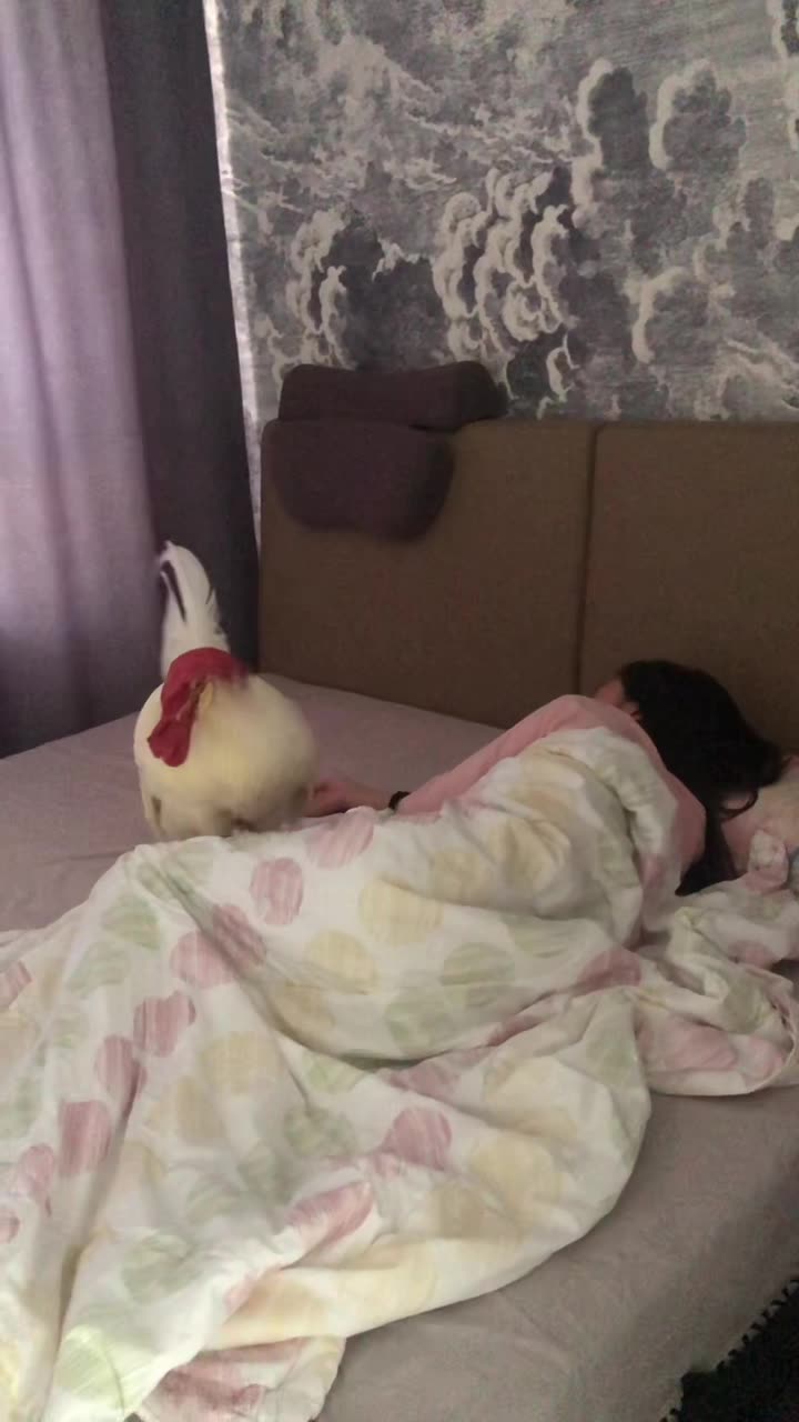 Pet cock crows early morning