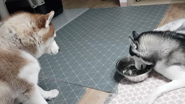 Give me a bite, my husky friend! Waiting for food to be left(puchitan).