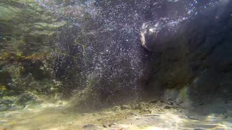 Fishing Cat: The Cat That Hunts Underwater