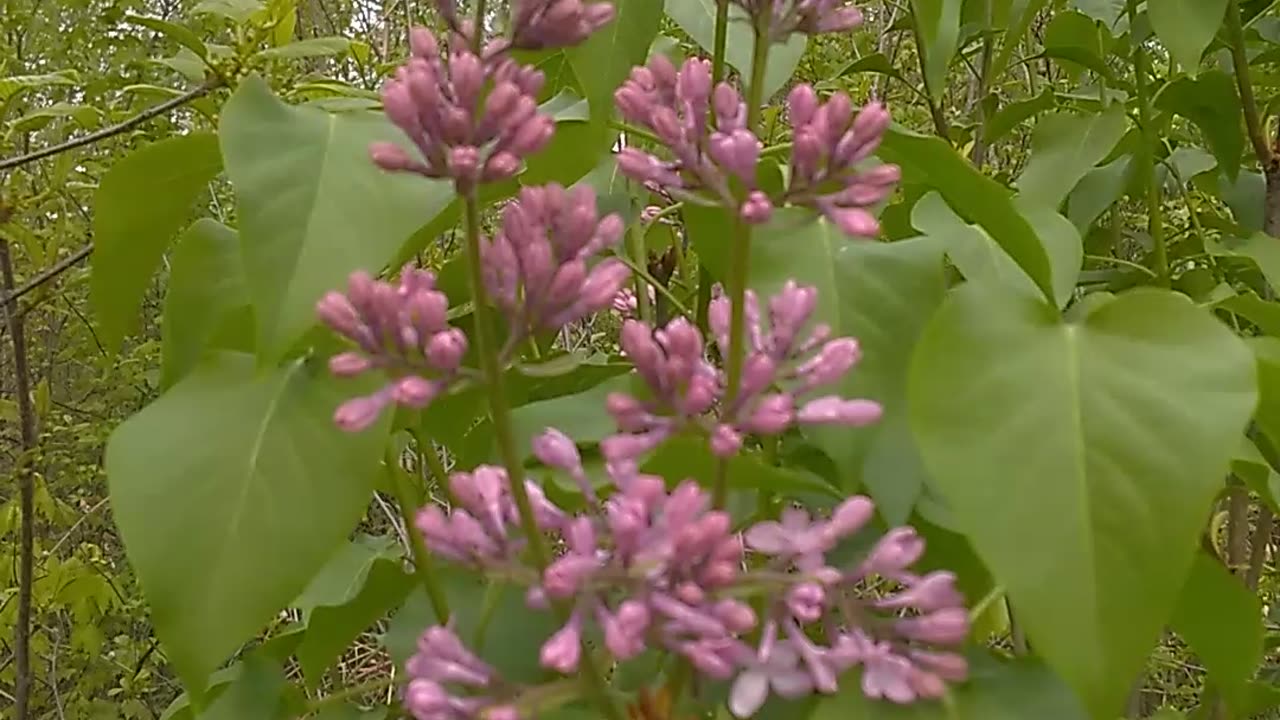 Lilac