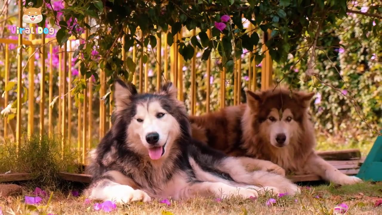 Beautiful dogs and puppies 4K HD ultra