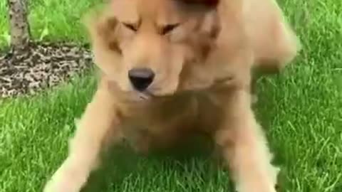 #Shorts_Funny_Animals_🤣_Shorts_Funny_Dog_🐶_Shorts_Animals(