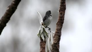 collared parrot