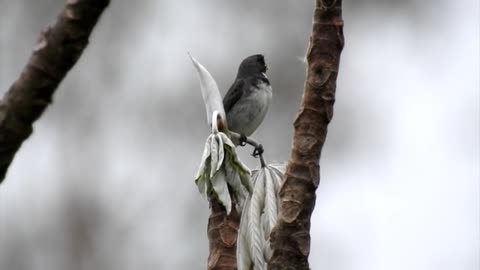 collared parrot