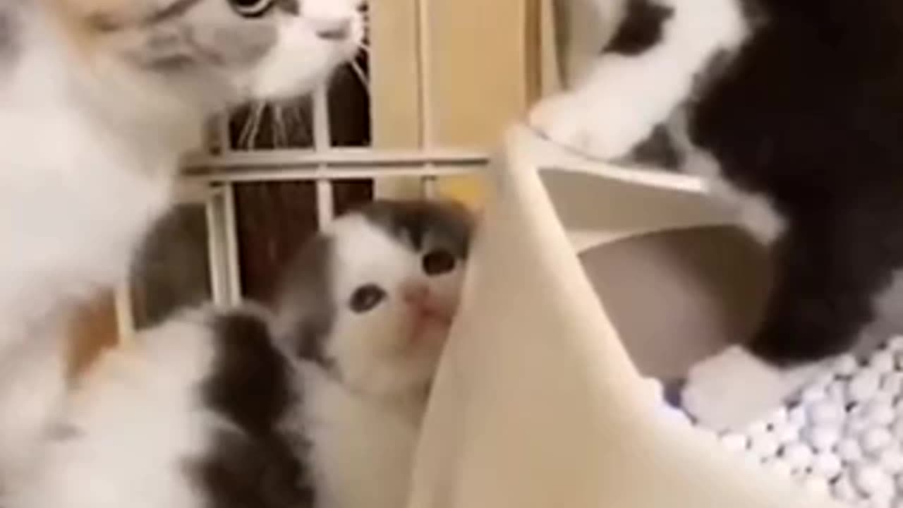 Cute cats compilation | This is so cute literally