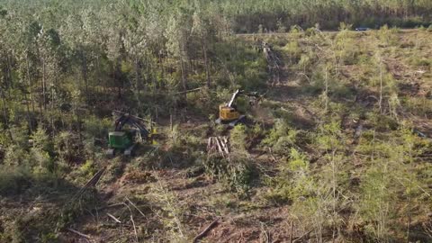 Cutting Edge Logging _ South West Louisiana Forestry Machines Working